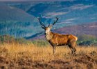 Red Stag on Big Moor